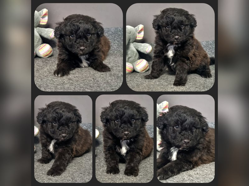 Aussiedoodle Medium und Minidoodle - Traumwelpen in tollen Farben aus langjähriger Familienaufzucht.