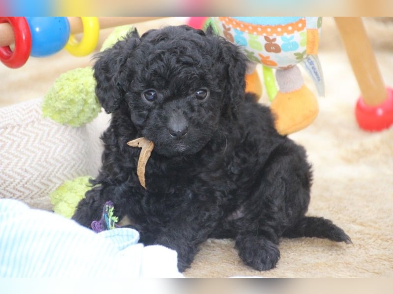 Aussiedoodle Medium und Minidoodle - Traumwelpen in tollen Farben aus langjähriger Familienaufzucht.