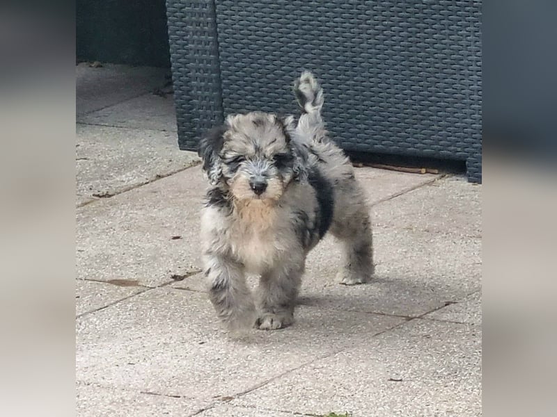Aussiedoodle Medium und Minidoodle - Traumwelpen in tollen Farben aus langjähriger Familienaufzucht.