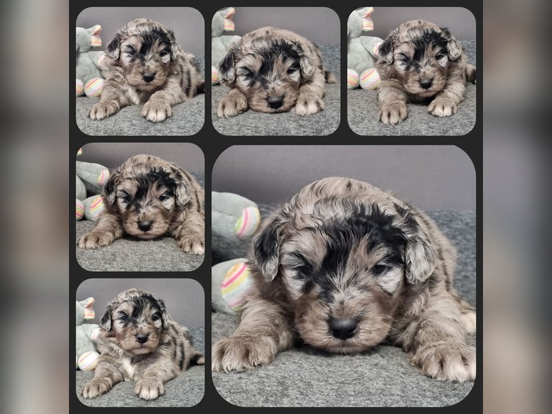 Aussiedoodle Medium und Minidoodle - Traumwelpen in tollen Farben aus langjähriger Familienaufzucht.