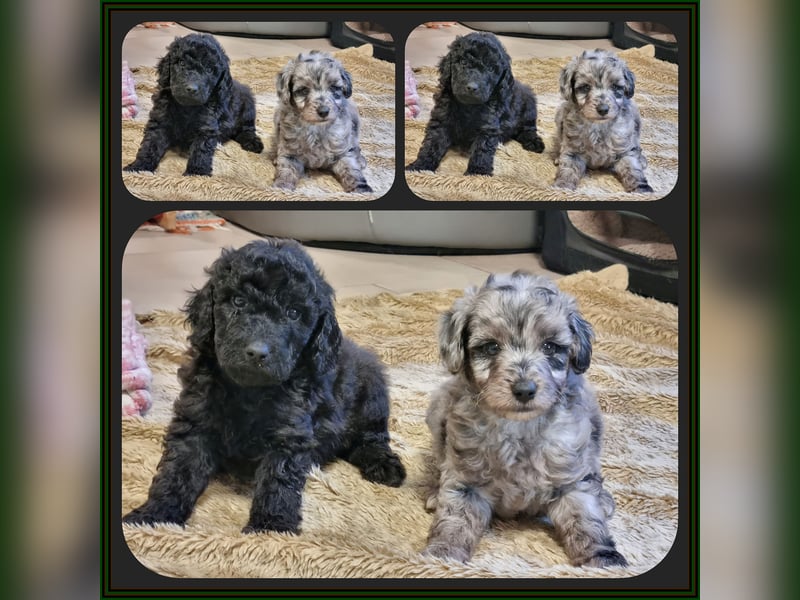 Australiandoodle - Traumwelpen aus langjähriger Familienaufzucht. KEINE Arbeitslinie.
