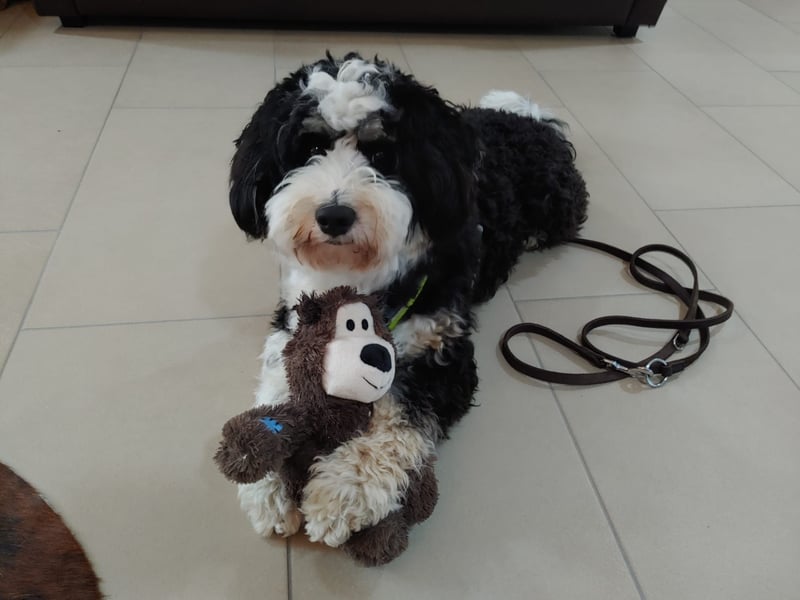 Aussiedoodle Medium und Minidoodle - Traumwelpen in tollen Farben aus langjähriger Familienaufzucht.