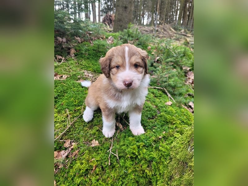 ALLE UNSERE AUSSIEDOODLE WELPEN HABEN EINE TOLLE FAMILIE GEFUNDEN