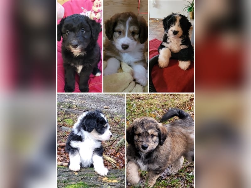 ALLE UNSERE AUSSIEDOODLE WELPEN HABEN EINE TOLLE FAMILIE GEFUNDEN