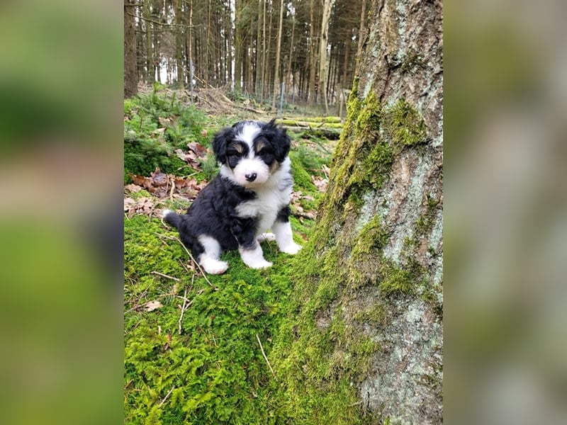 ALLE UNSERE AUSSIEDOODLE WELPEN HABEN EINE TOLLE FAMILIE GEFUNDEN