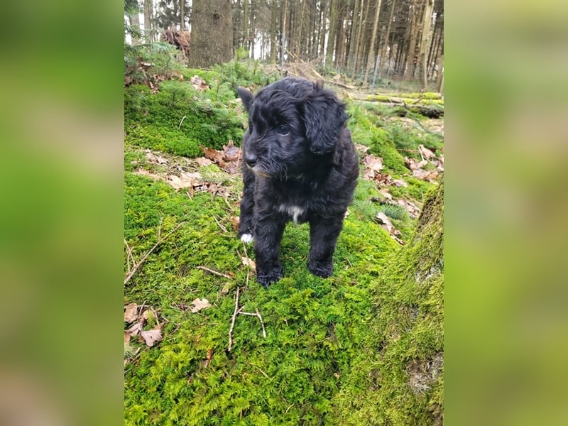 ALLE UNSERE AUSSIEDOODLE WELPEN HABEN EINE TOLLE FAMILIE GEFUNDEN