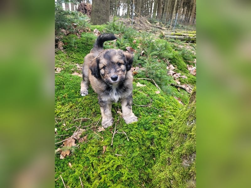 ALLE UNSERE AUSSIEDOODLE WELPEN HABEN EINE TOLLE FAMILIE GEFUNDEN