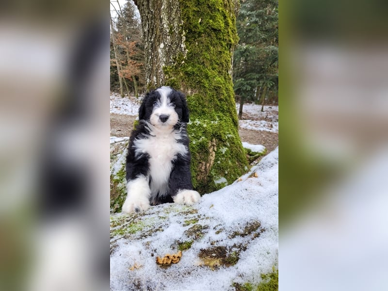 ALLE UNSERE AUSSIEDOODLE WELPEN HABEN EINE TOLLE FAMILIE GEFUNDEN