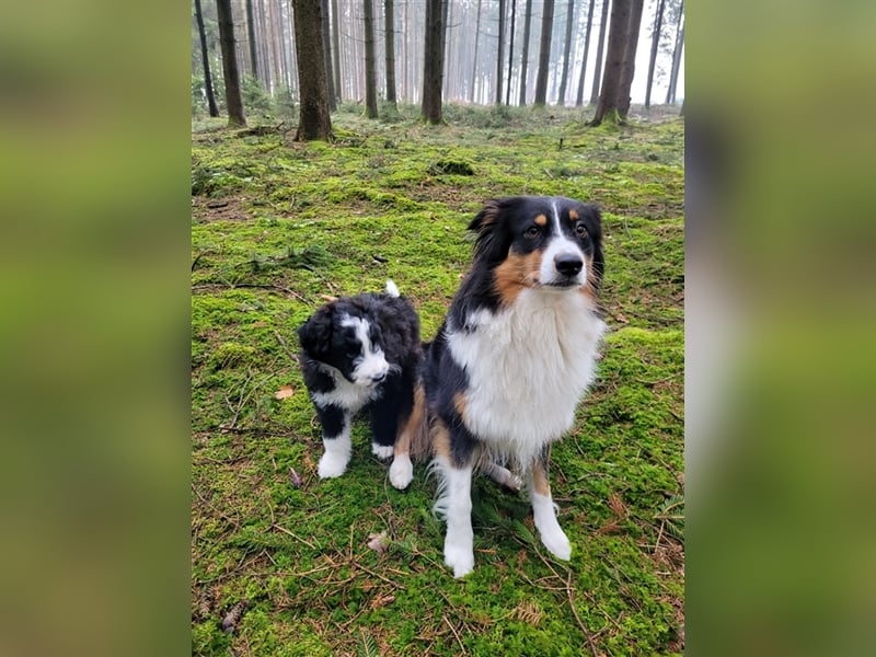 ALLE UNSERE AUSSIEDOODLE WELPEN HABEN EINE TOLLE FAMILIE GEFUNDEN