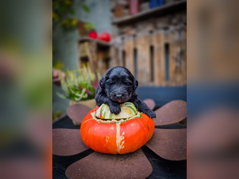 aussiedoodle welpen