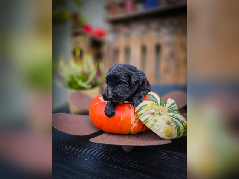 aussiedoodle welpen