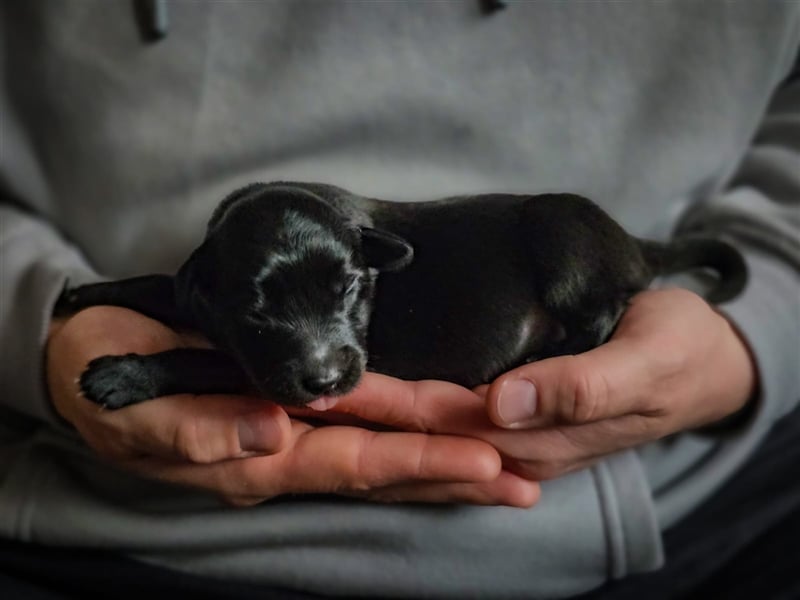 aussiedoodle welpen