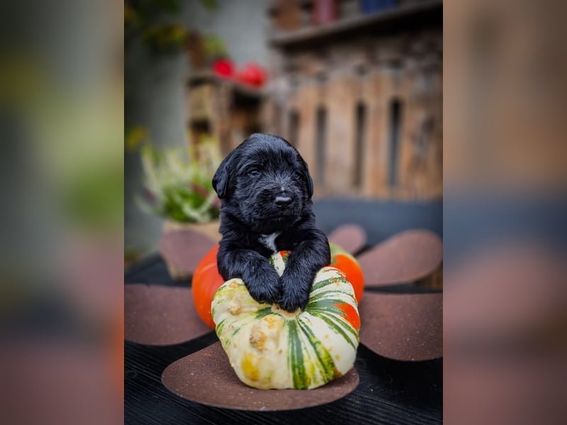 aussiedoodle welpen