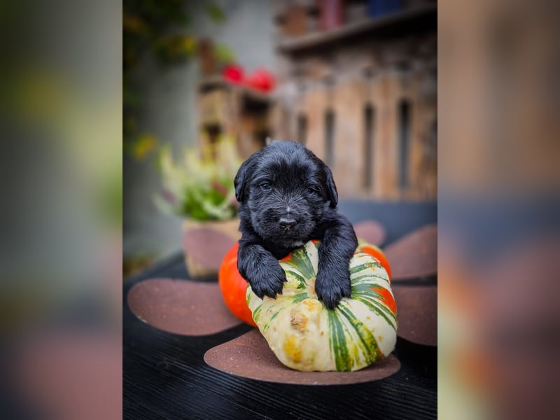 aussiedoodle welpen