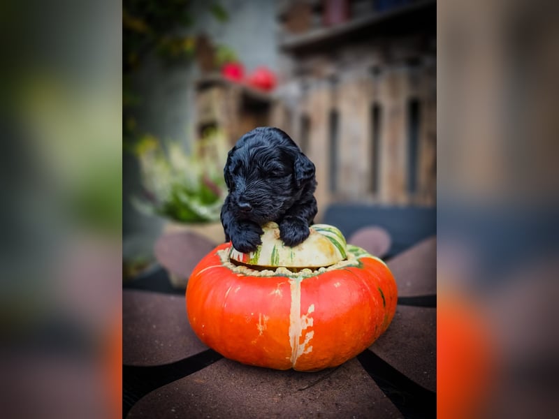 aussiedoodle welpen