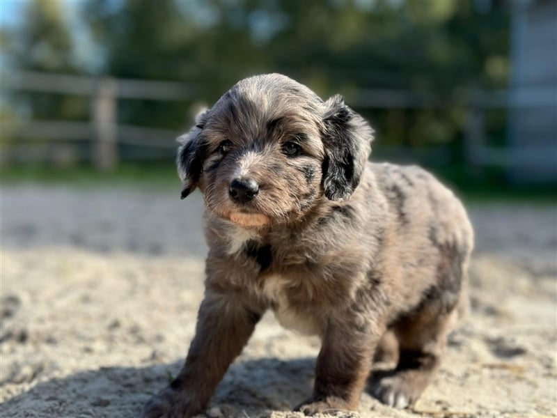 Außergewöhnliche, hübsche Aussiedoodle Welpen