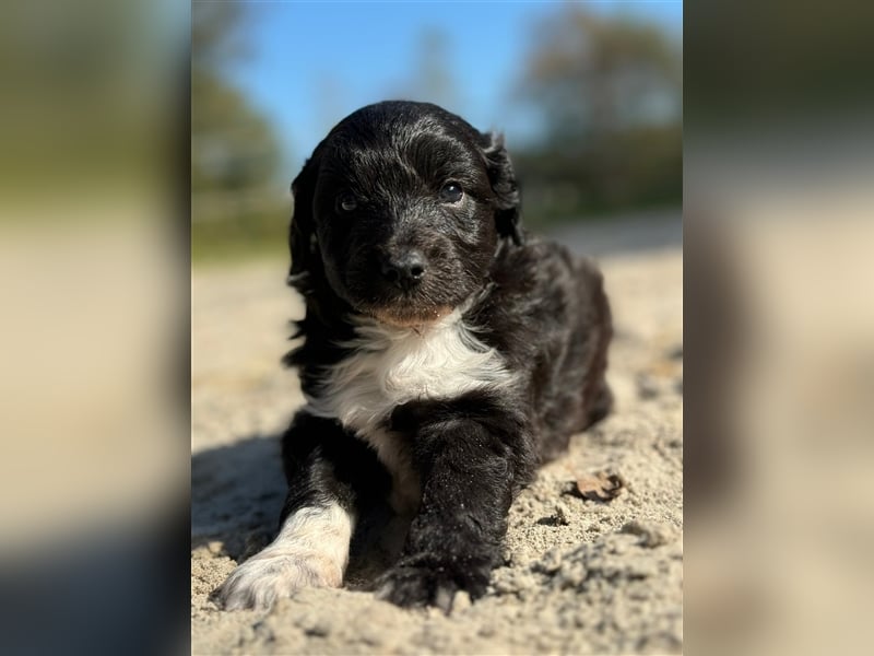 Außergewöhnliche, hübsche Aussiedoodle Welpen