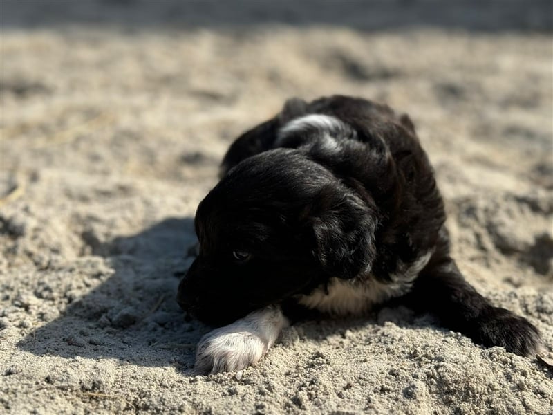 Außergewöhnliche, hübsche Aussiedoodle Welpen