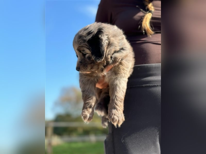 Außergewöhnliche, hübsche Aussiedoodle Welpen