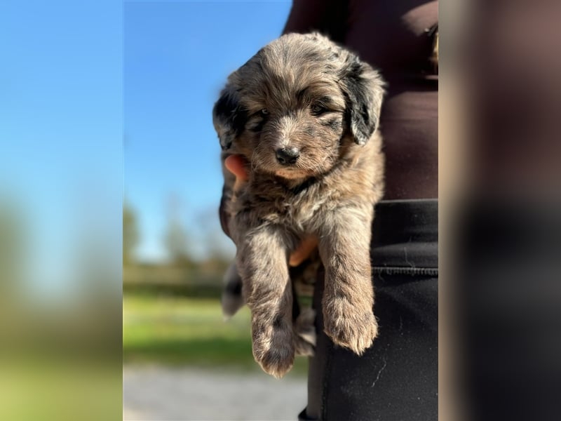 Außergewöhnliche, hübsche Aussiedoodle Welpen