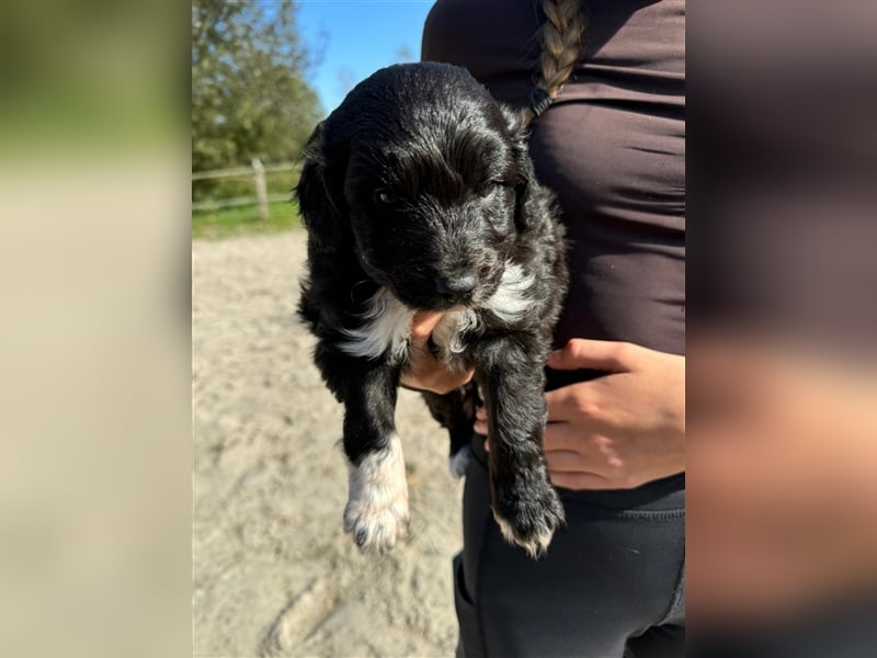 Außergewöhnliche, hübsche Aussiedoodle Welpen