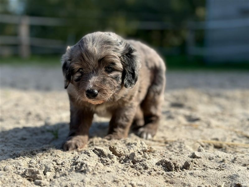 Außergewöhnliche, hübsche Aussiedoodle Welpen