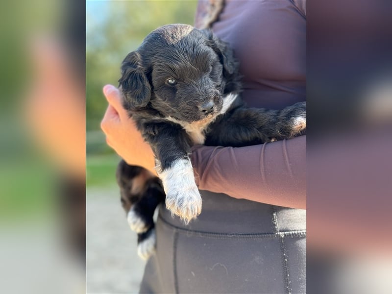 Außergewöhnliche, hübsche Aussiedoodle Welpen