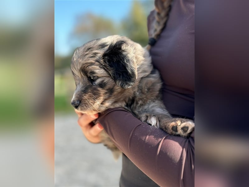 Außergewöhnliche, hübsche Aussiedoodle Welpen