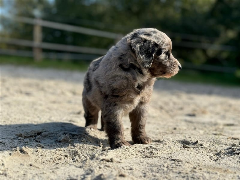 Außergewöhnliche, hübsche Aussiedoodle Welpen