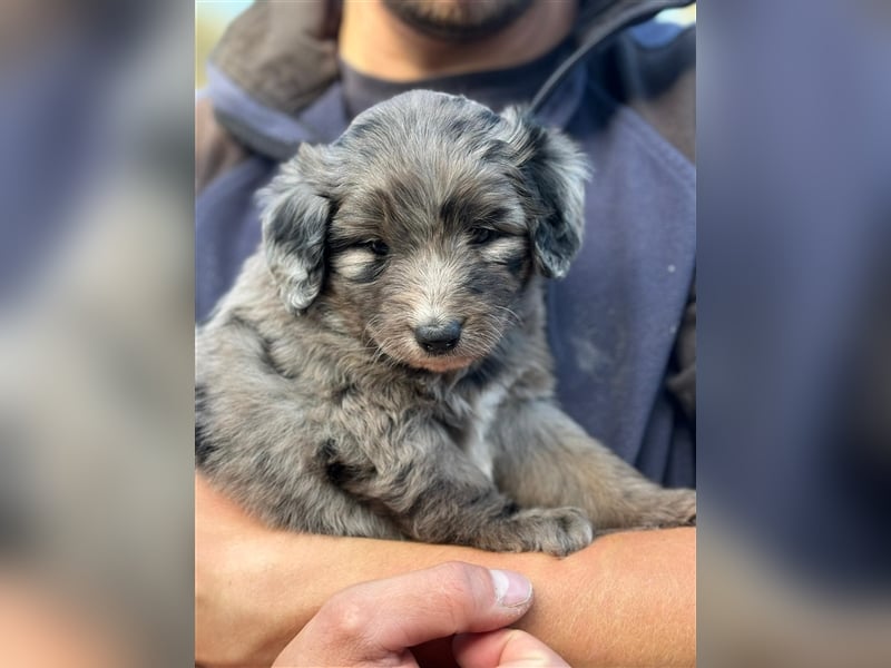 Außergewöhnliche, hübsche Aussiedoodle Welpen