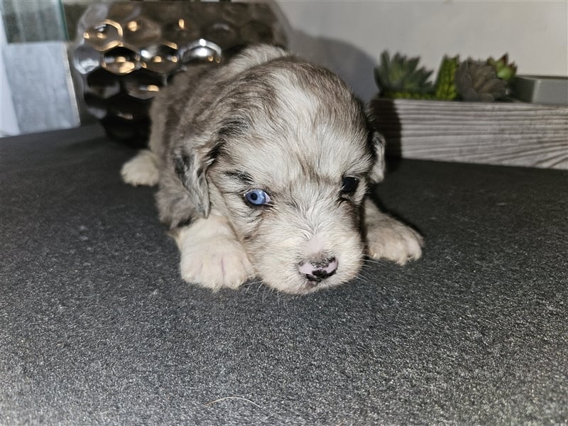 Aussiedoodle welpen