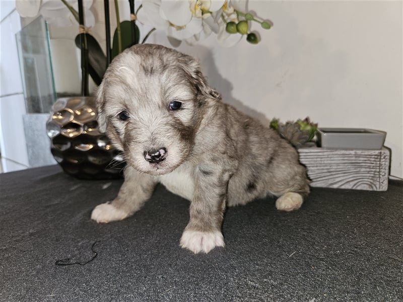 Aussiedoodle welpen