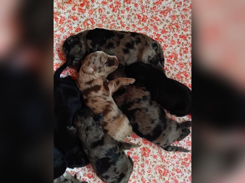 Aussiedoodle Welpen mini / medium F1