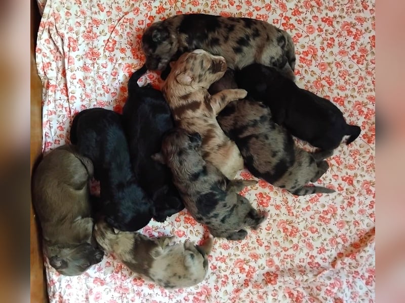 Aussiedoodle Welpen mini / medium F1