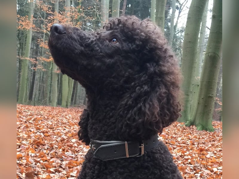 Aussiedoodle Welpen mini / medium F1