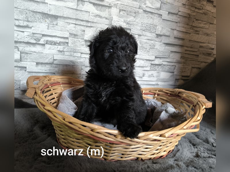 Aussiedoodle Welpen