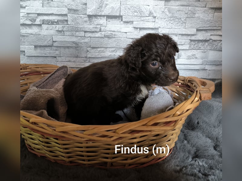 Aussiedoodle Welpen