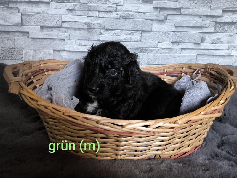 Aussiedoodle Welpen