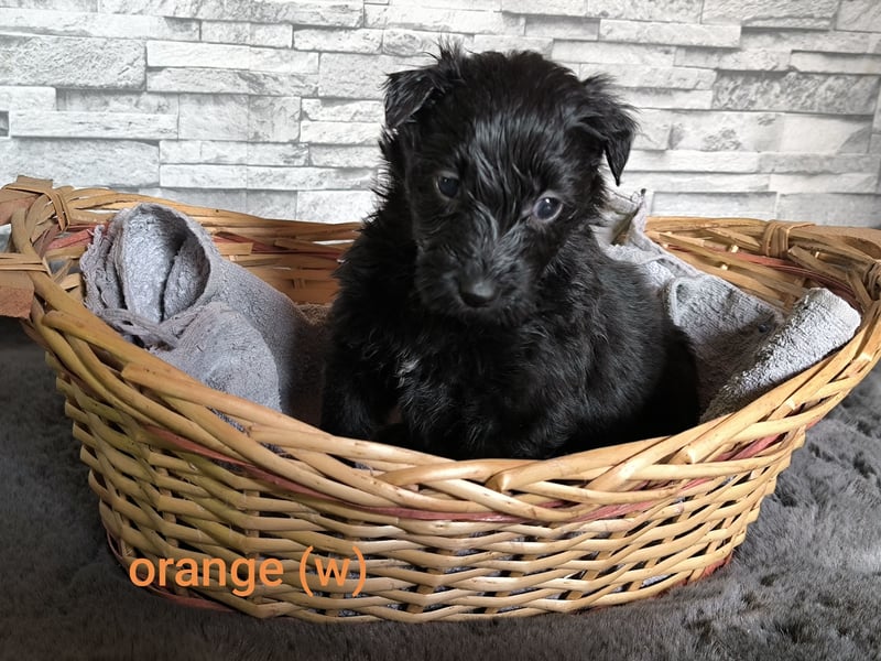 Aussiedoodle Welpen