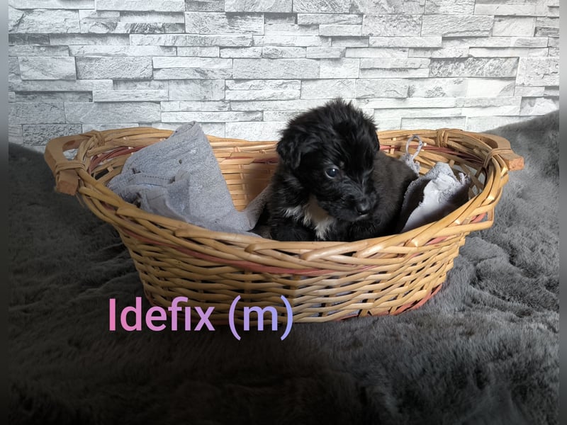 Aussiedoodle Welpen