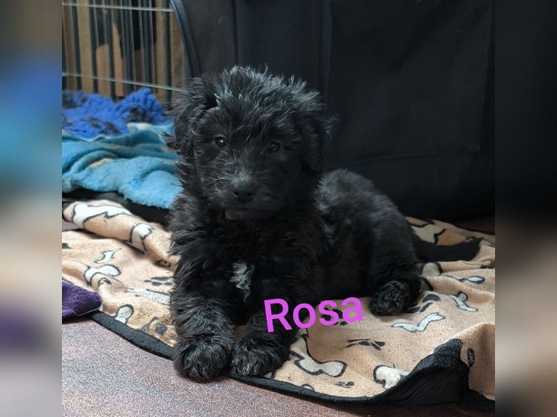 Aussiedoodle Welpen
