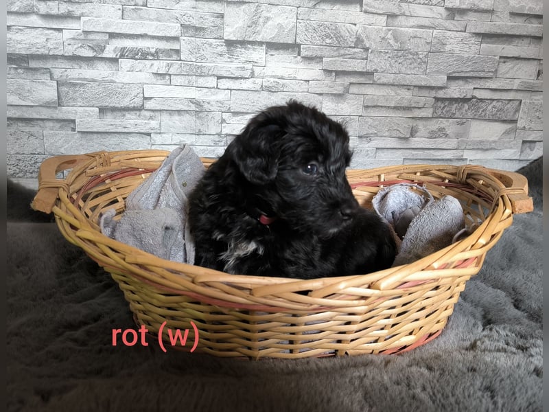 Aussiedoodle Welpen