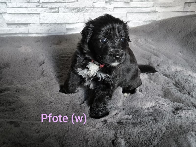 Aussiedoodle Welpen