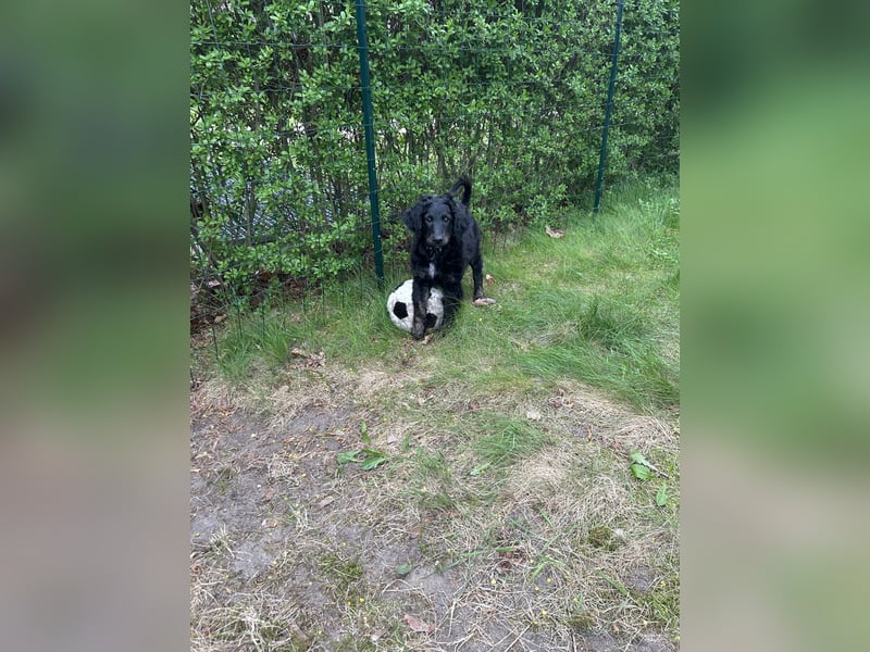 Aussiedoodle Welpe Bella * weiblich * 13 Wochen * gechipt, geimpft, entwurmt