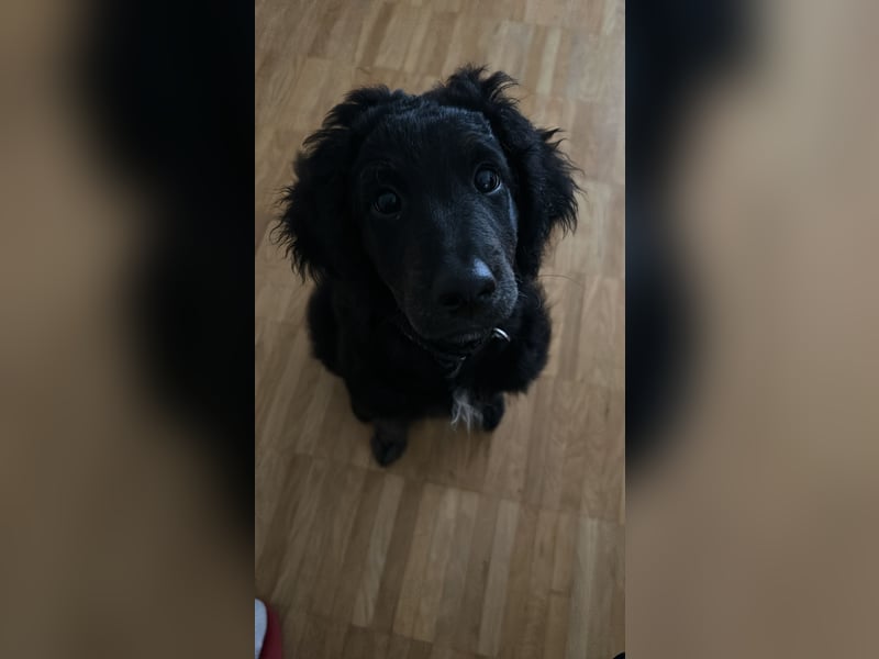 Aussiedoodle Welpe Bella * weiblich * 13 Wochen * gechipt, geimpft, entwurmt