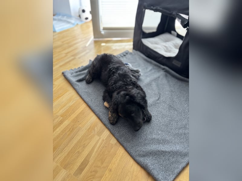 Aussiedoodle Welpe Bella * weiblich * 13 Wochen * gechipt, geimpft, entwurmt