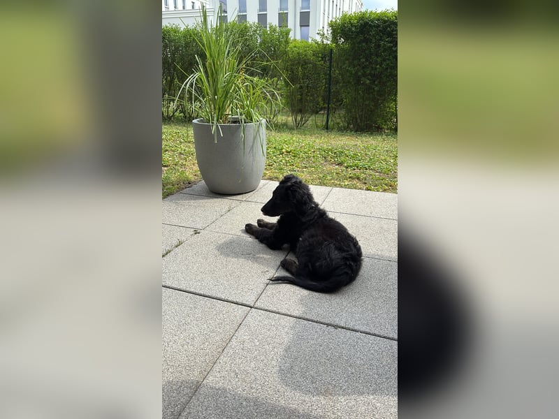Aussiedoodle Welpe Bella * weiblich * 13 Wochen * gechipt, geimpft, entwurmt