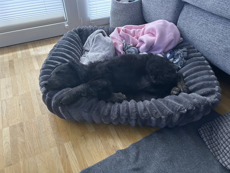 Aussiedoodle Welpe Bella * weiblich * 13 Wochen * gechipt, geimpft, entwurmt