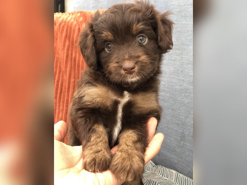 Seltene Toy Aussiedoodle 3-5kg Therapiehund Doodle Mini Australian Shepherd Pudel Zwergpudel Havapoo