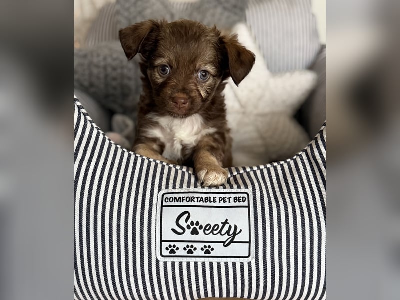 Seltene Toy Aussiedoodle 3-5kg Therapiehund Doodle Mini Australian Shepherd Pudel Zwergpudel Havapoo